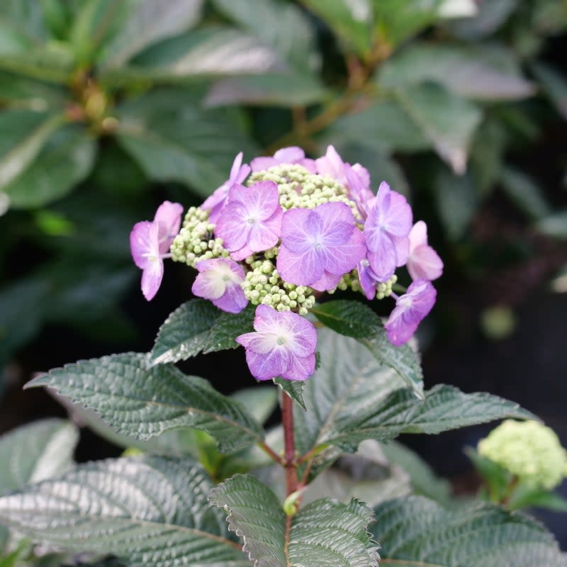 Tuff Stuff Top Fun Tuff Stuff Top Fun Reblooming Mountain Hydrangea up close.