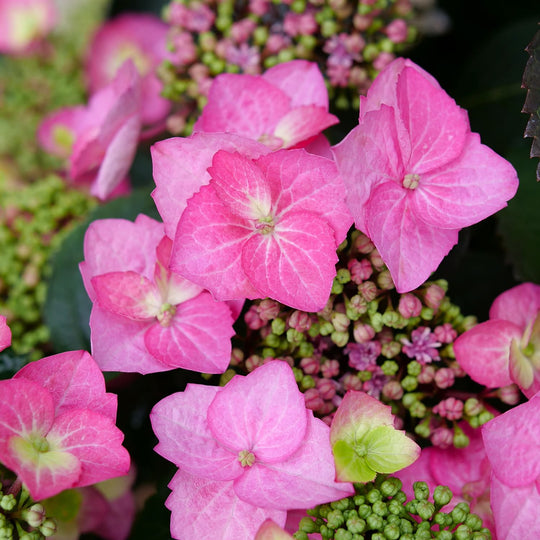 Tuff Stuff Top Fun® Reblooming Mountain Hydrangea (serrata)