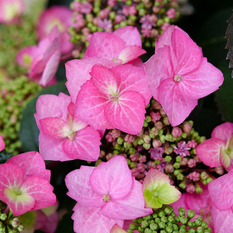 Tuff Stuff Top Fun Reblooming Mountain Hydrangea up close.