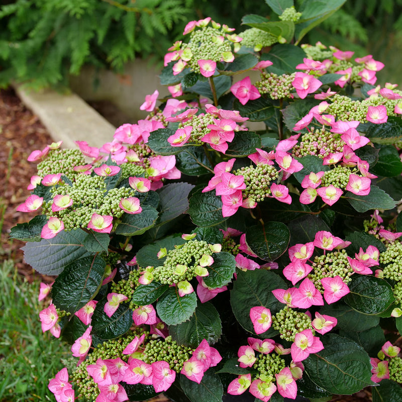 Tuff Stuff Top Fun Reblooming Mountain Hydrangea in focus.