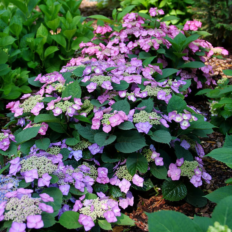 Tuff Stuff Top Fun Reblooming Mountain Hydrangea in focus.