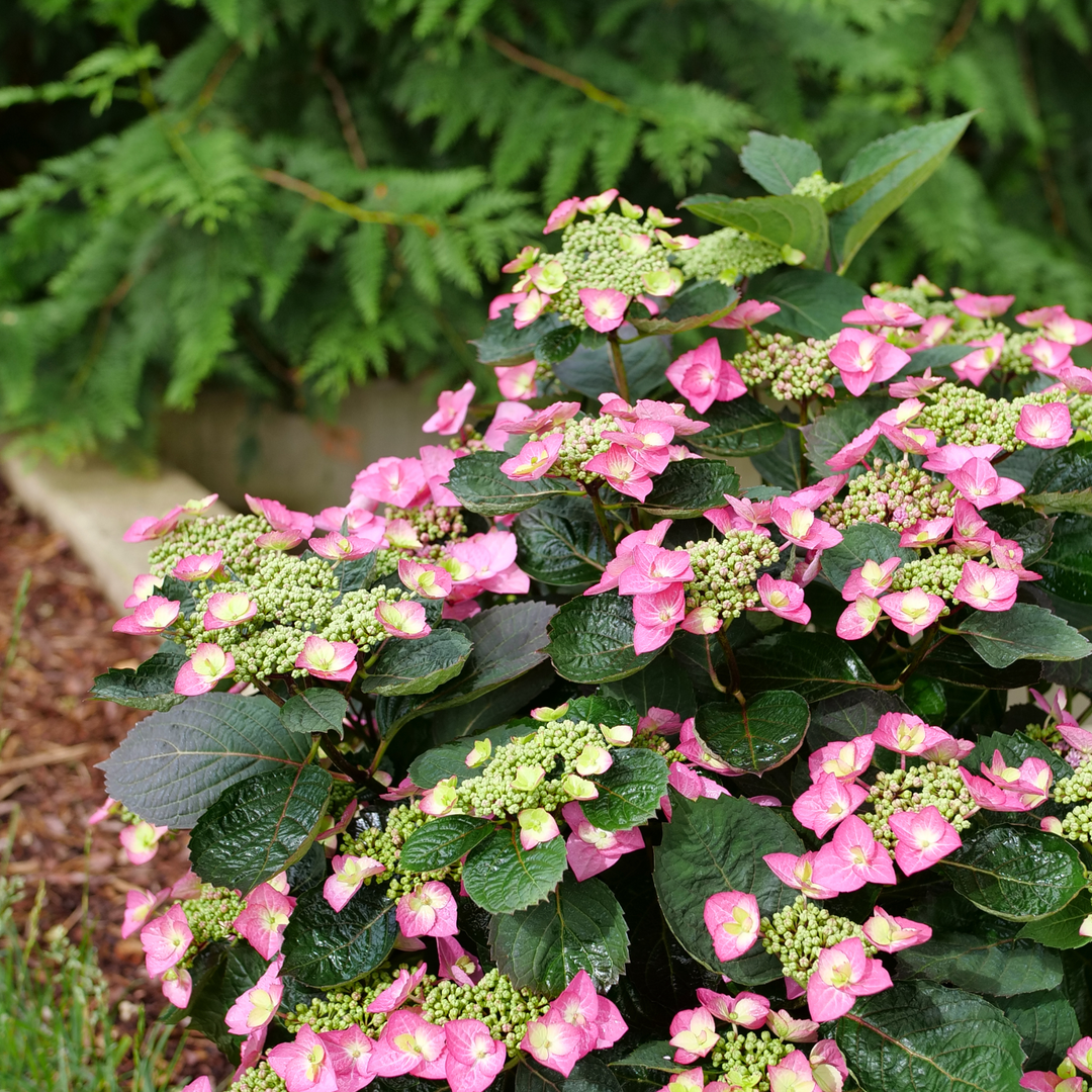 フラワー HydrangeaTwistnShout9-28-