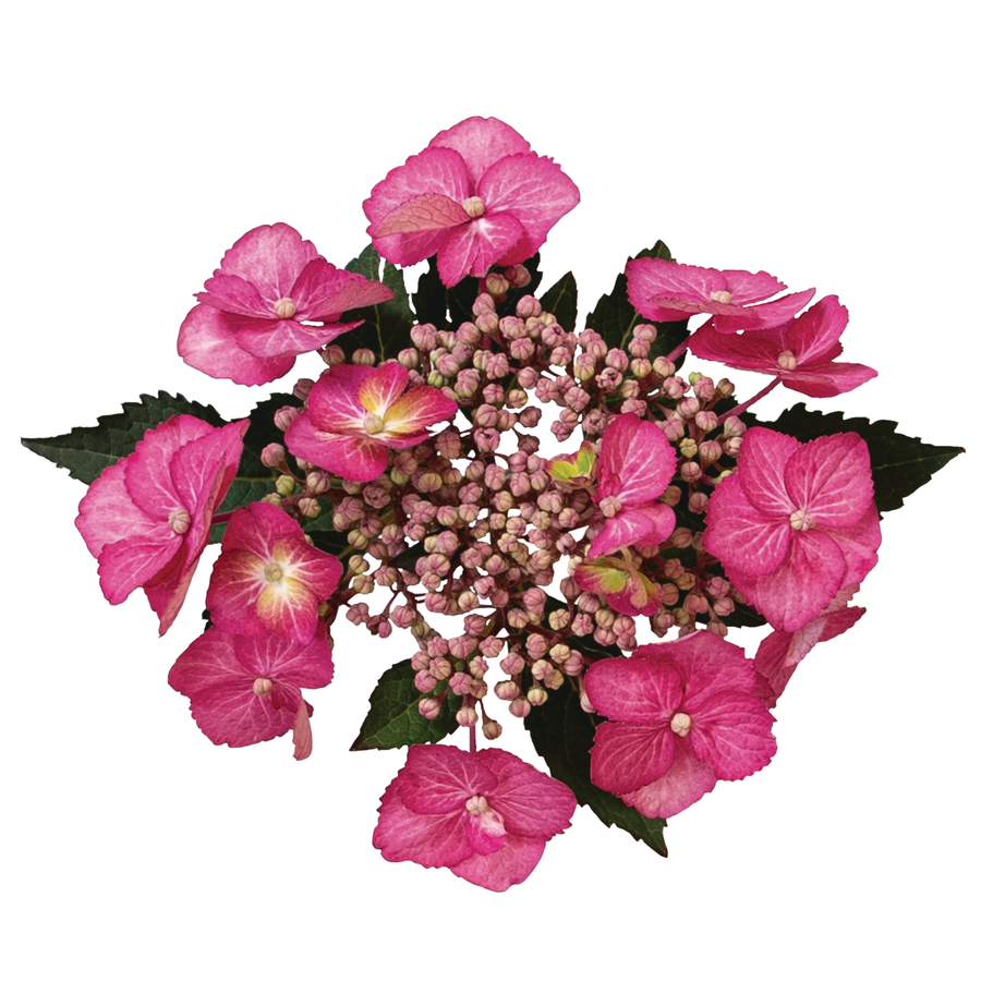 Hydrangea View Fun Reblooming Mountain Hydrangea | Tuff Stuff Top Fun® | Proven Winners ...