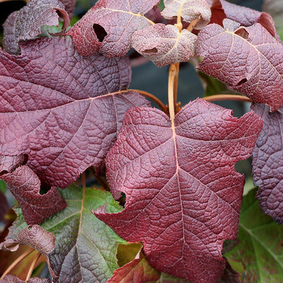 Gatsby Moon Oakleaf Hydrangea up close.