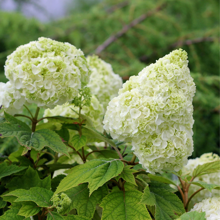 Oakleaf Hydrangea | Gatsby Moon® | Proven Winners® Shrubs – Proven