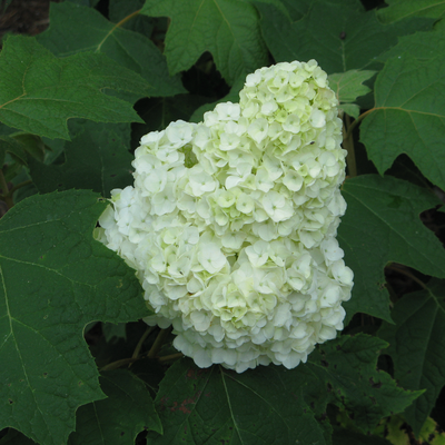 Gatsby Moon Gatsby Moon Oakleaf Hydrangea up close.