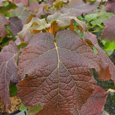 Gatsby Moon Gatsby Moon Oakleaf Hydrangea up close.