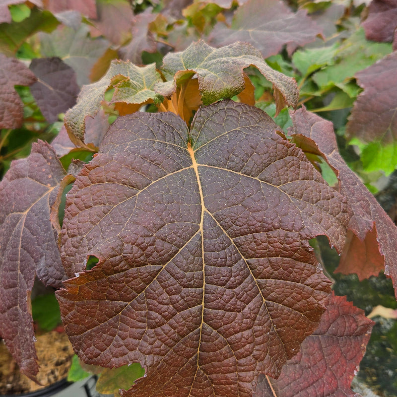 Gatsby Moon Gatsby Moon Oakleaf Hydrangea up close.