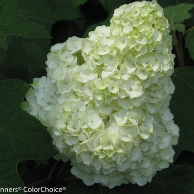 Gatsby Moon Oakleaf Hydrangea up close.