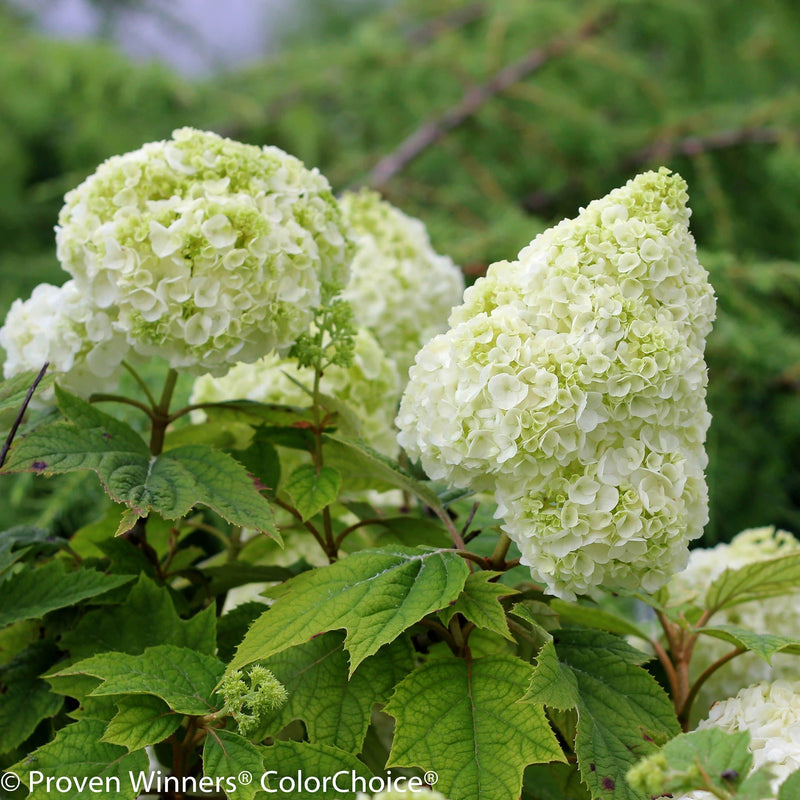 Gatsby Moon Oakleaf Hydrangea in container.