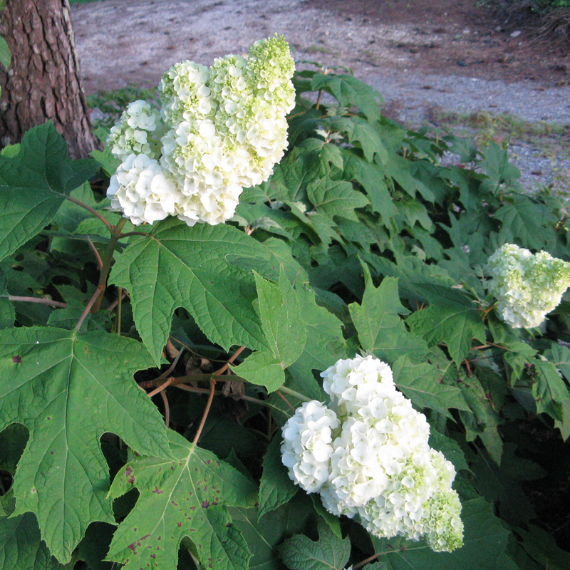 Gatsby Moon Gatsby Moon Oakleaf Hydrangea in focus.