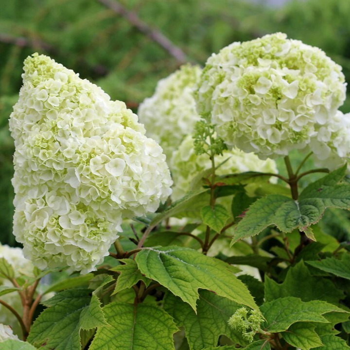 Gatsby Moon Gatsby Moon Oakleaf Hydrangea in focus.