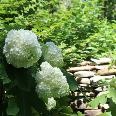 Gatsby Moon Gatsby Moon Oakleaf Hydrangea in use.