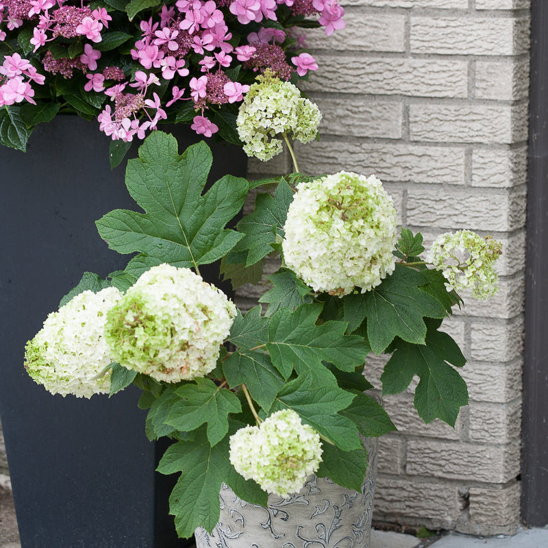 Gatsby Moon Oakleaf Hydrangea in use.