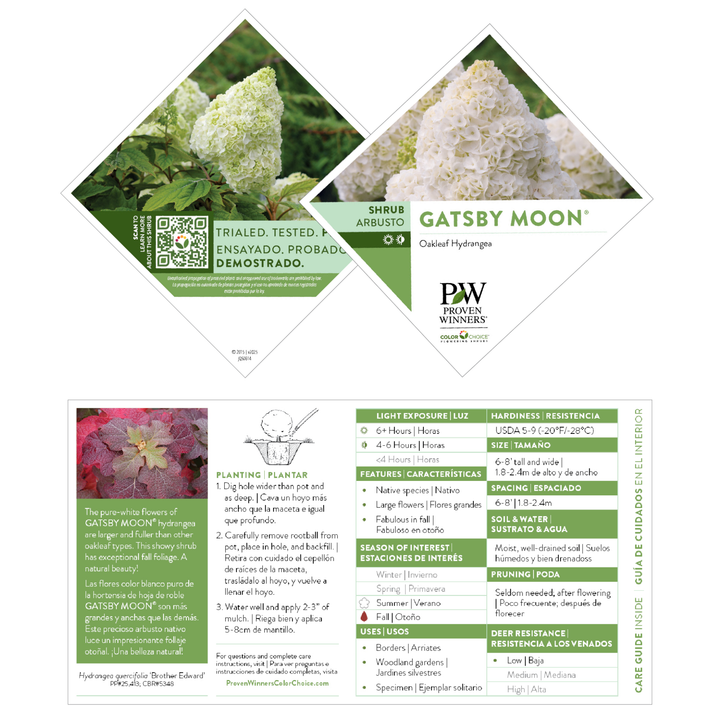 Oakleaf Hydrangea | Gatsby Moon® | Proven Winners® Shrubs – Proven
