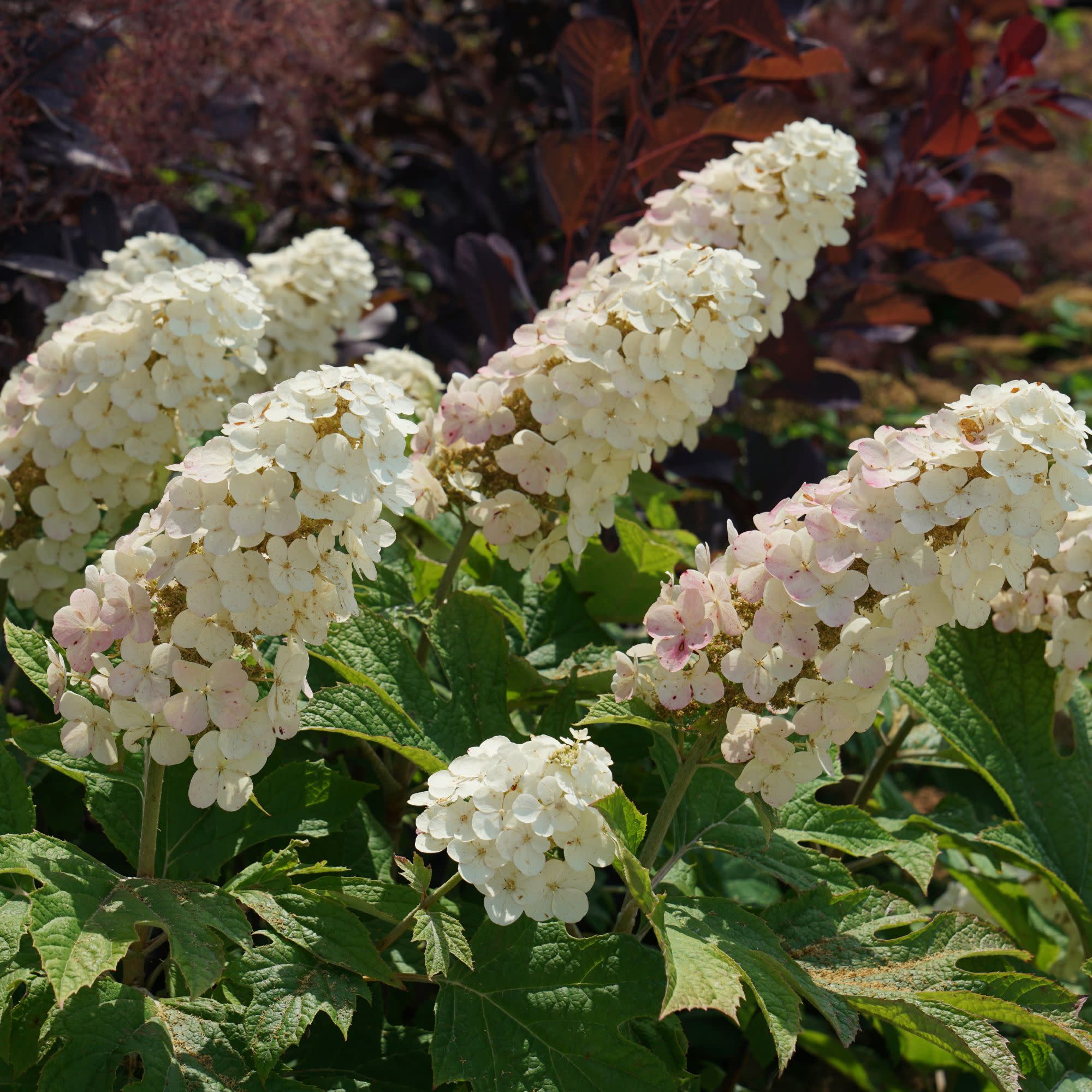 Oakleaf Hydrangea | Gatsby Gal® | Proven Winners® Shrubs – Proven