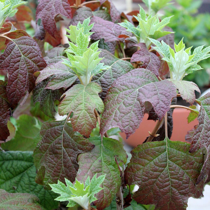 Gatsby Gal® Oakleaf Hydrangea (quercifolia)