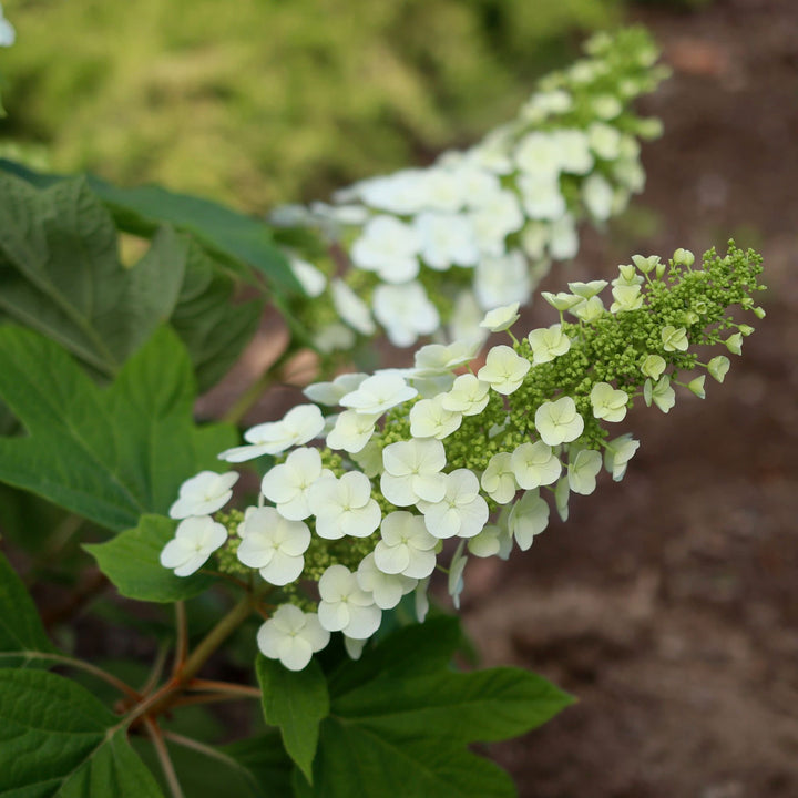 Gatsby Gal® Oakleaf Hydrangea (quercifolia)