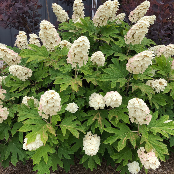 Gatsby Gal® Oakleaf Hydrangea (quercifolia)
