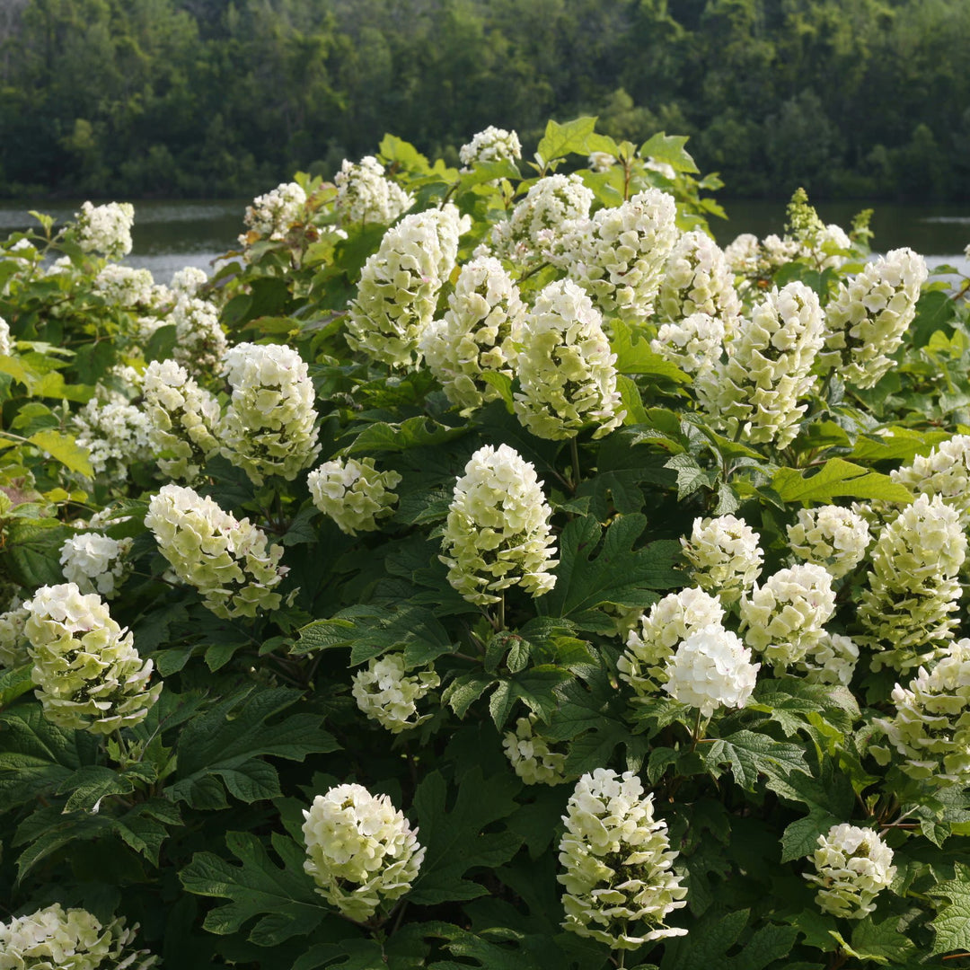 Gatsby Gal® Oakleaf Hydrangea (quercifolia)
