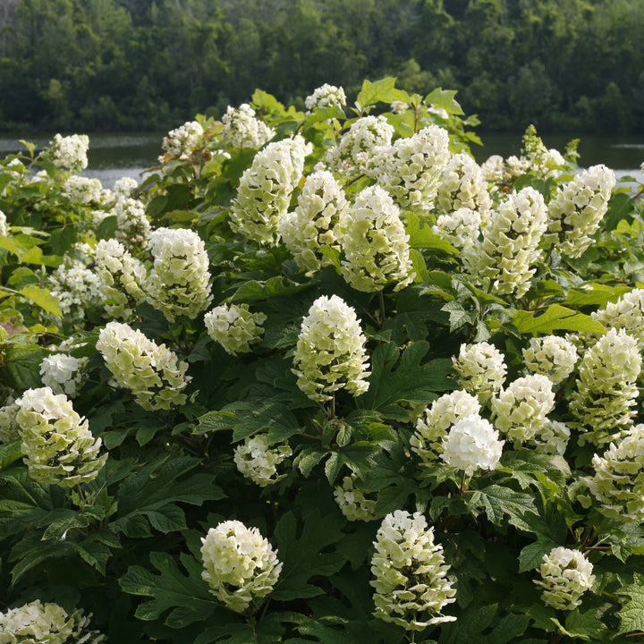 Gatsby Gal® Oakleaf Hydrangea (quercifolia)