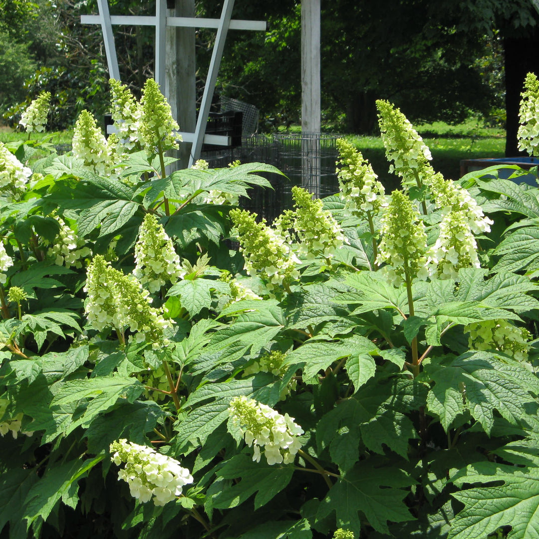 Gatsby Gal® Oakleaf Hydrangea (quercifolia)