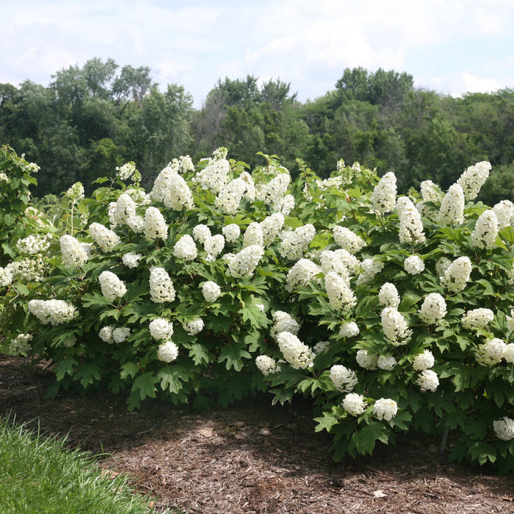 Gatsby Gal® Oakleaf Hydrangea (quercifolia)