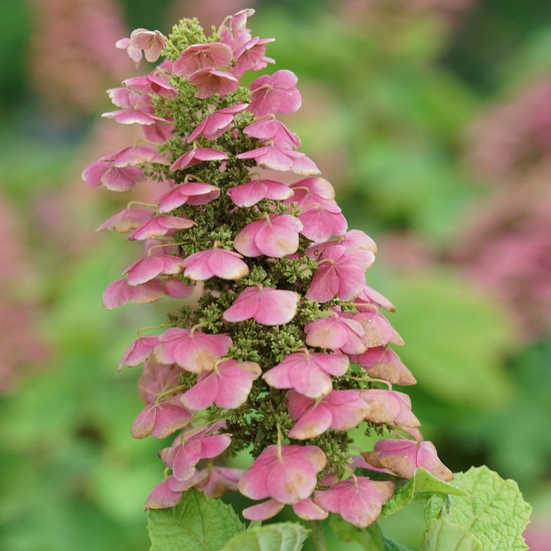 Gatsby Pink Gatsby Pink Oakleaf Hydrangea up close.