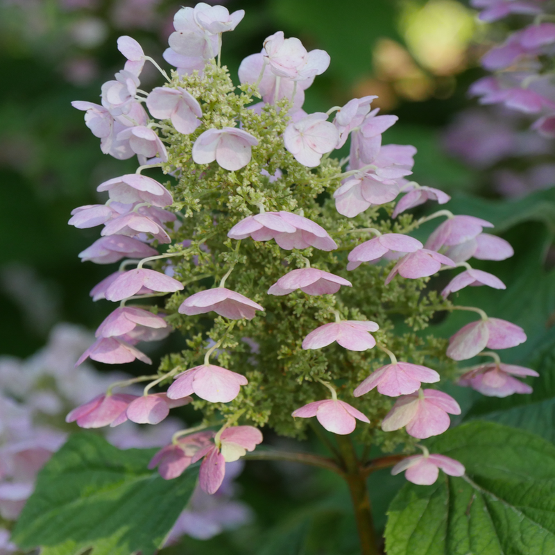 Gatsby Pink Gatsby Pink Oakleaf Hydrangea up close.