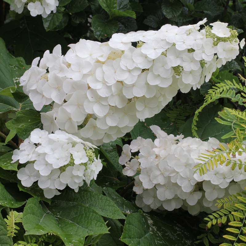 Gatsby Pink Gatsby Pink Oakleaf Hydrangea up close.