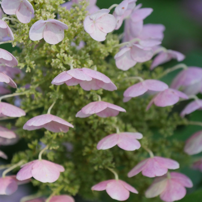 Gatsby Pink Gatsby Pink Oakleaf Hydrangea up close.