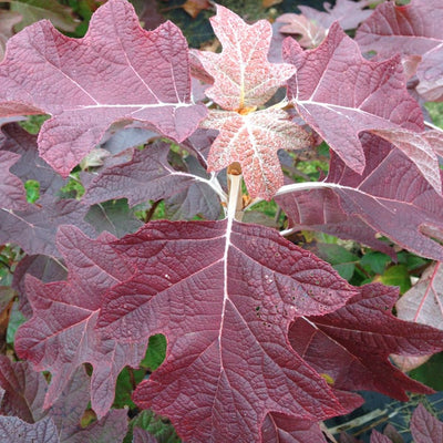 Gatsby Pink Gatsby Pink Oakleaf Hydrangea up close.