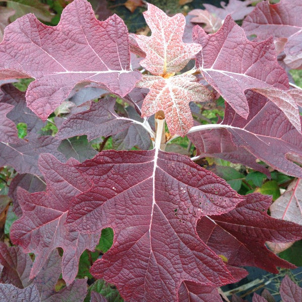 Gatsby Pink Gatsby Pink Oakleaf Hydrangea up close.