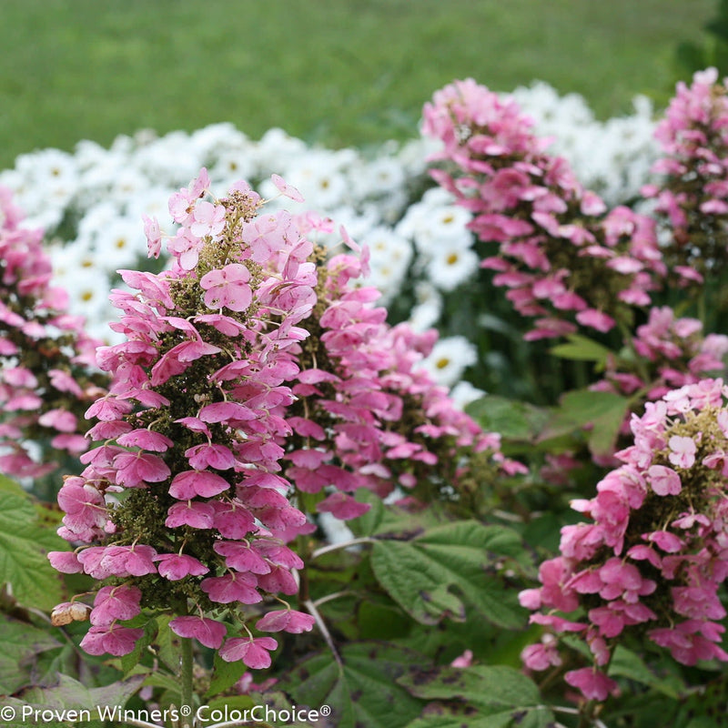 Gatsby Pink Oakleaf Hydrangea up close.