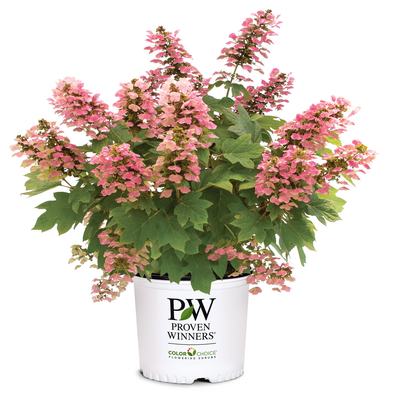 Gatsby Pink Gatsby Pink Oakleaf Hydrangea in container.