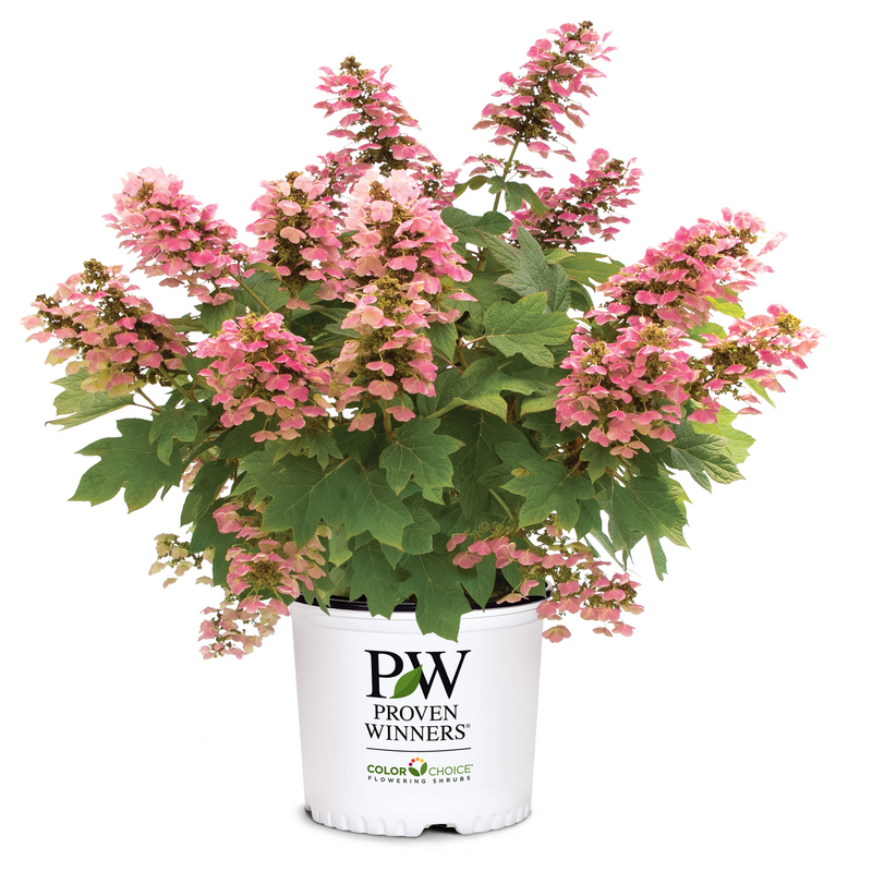 Gatsby Pink Gatsby Pink Oakleaf Hydrangea in container.