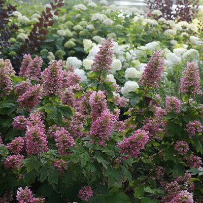 Gatsby Pink Gatsby Pink Oakleaf Hydrangea in focus.