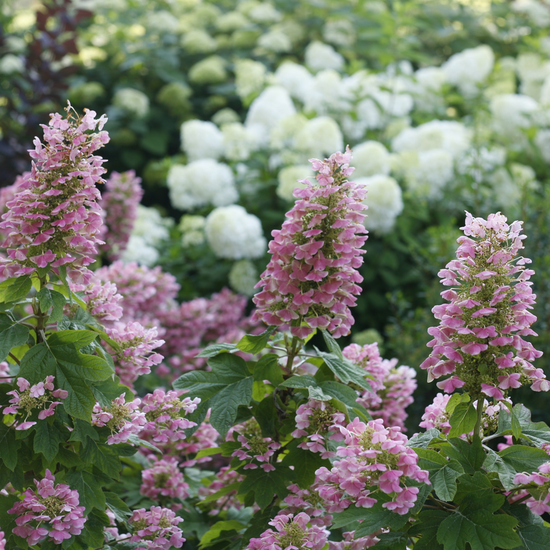 Gatsby Pink Gatsby Pink Oakleaf Hydrangea in focus.