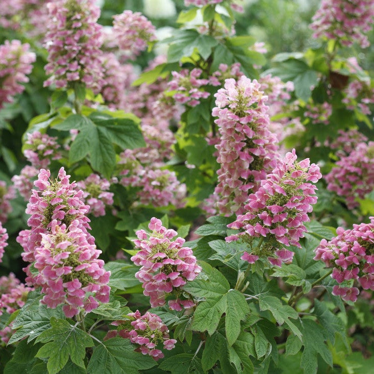 Gatsby Pink Gatsby Pink Oakleaf Hydrangea in focus.