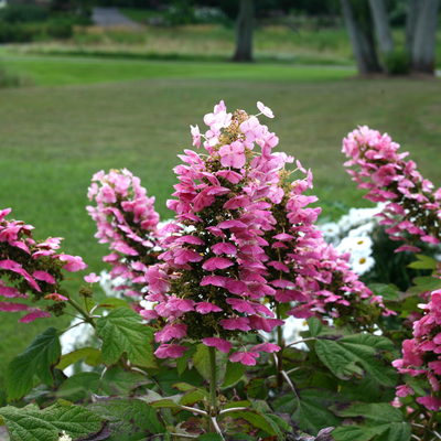 Gatsby Pink Gatsby Pink Oakleaf Hydrangea in focus.