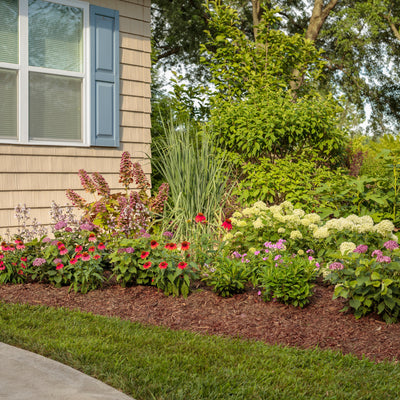 Gatsby Pink Oakleaf Hydrangea in use.