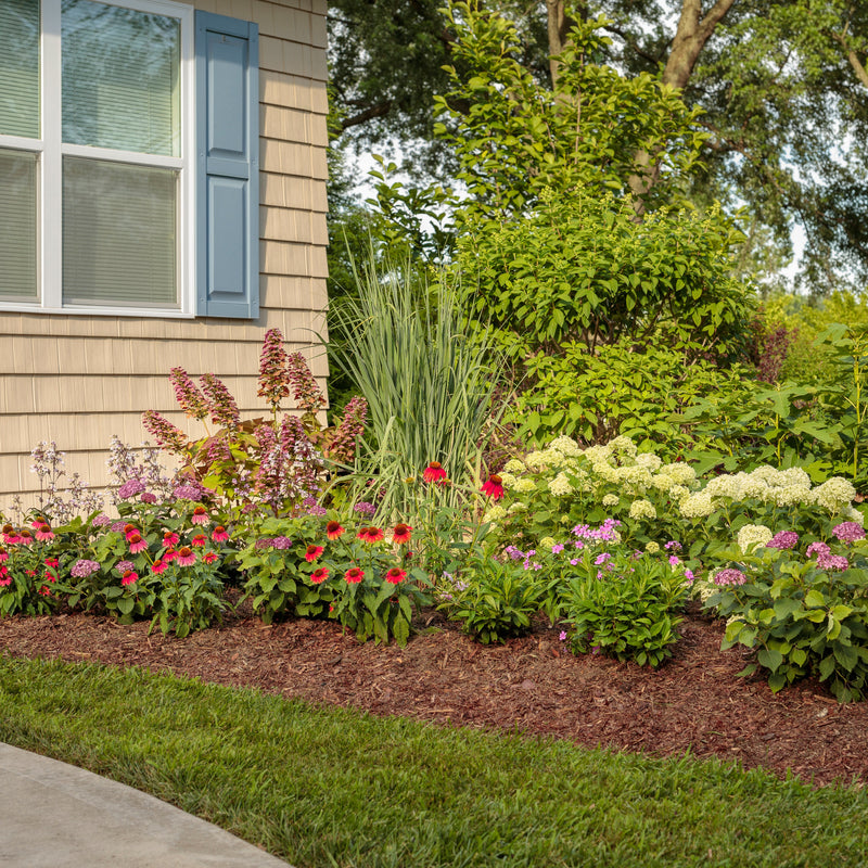 Gatsby Pink Oakleaf Hydrangea in use.