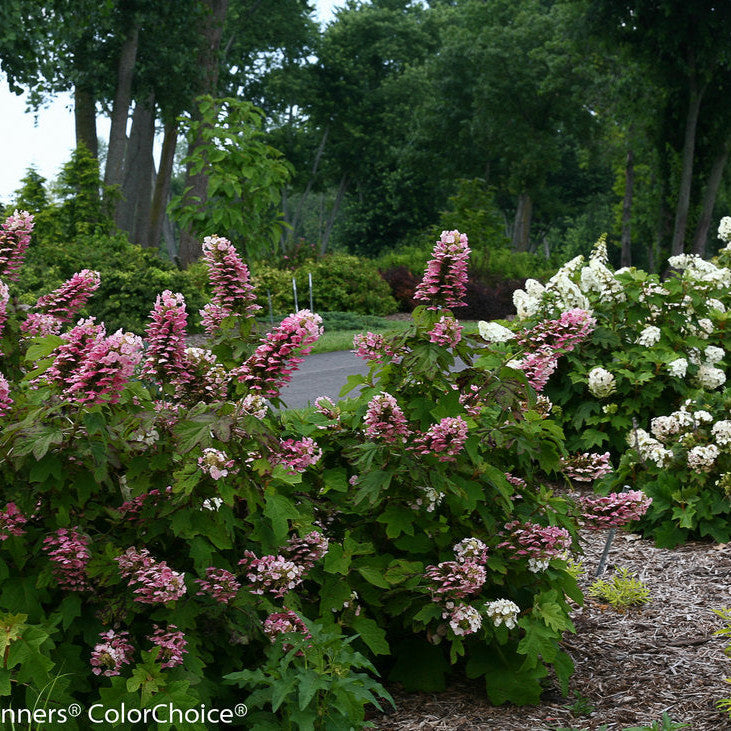 Gatsby Pink Oakleaf Hydrangea in use.