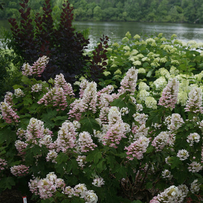 Gatsby Pink Oakleaf Hydrangea in use.