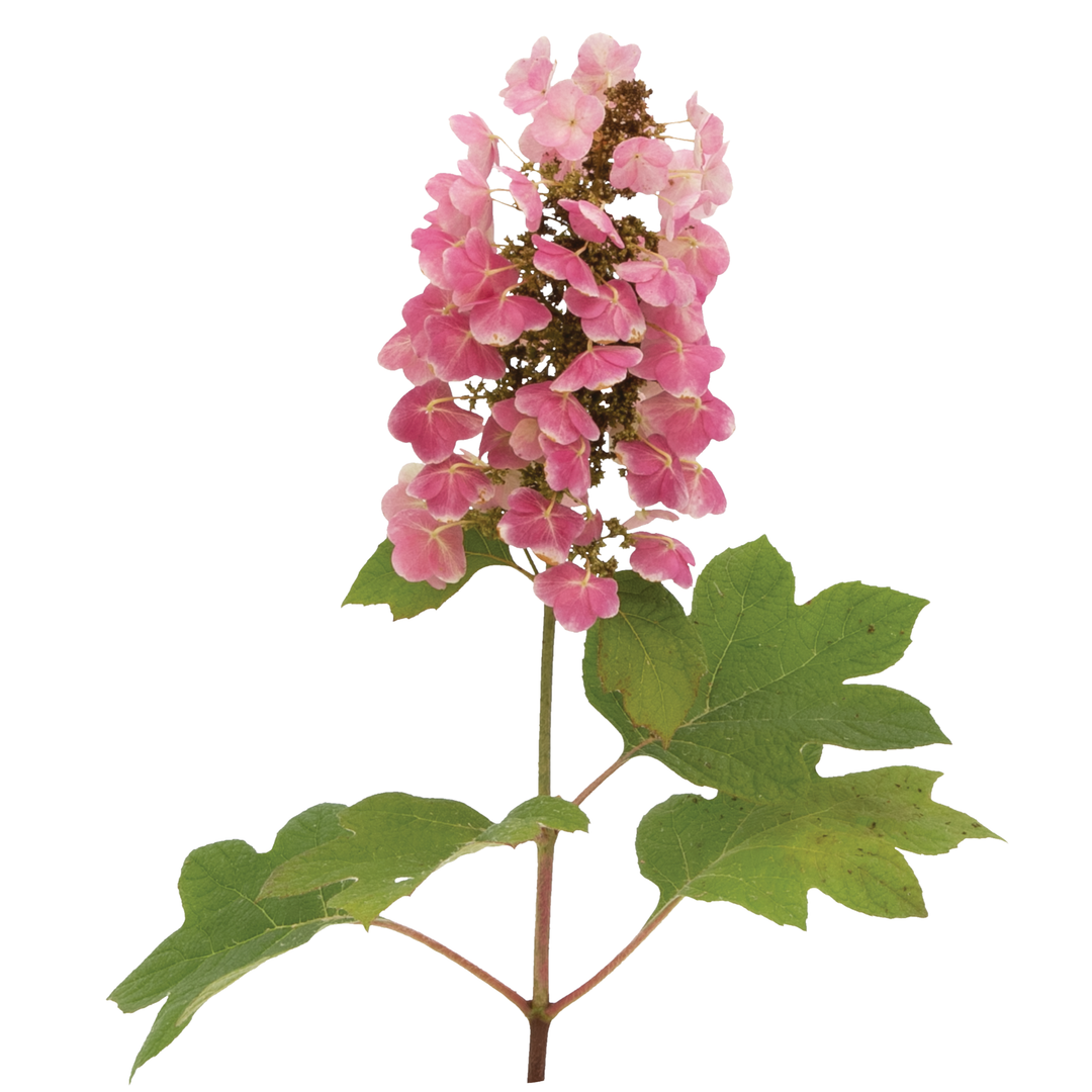 Hydrangea4936ページ Hydrangea Macrophylla Jogasaki – Hydrangeas Plus