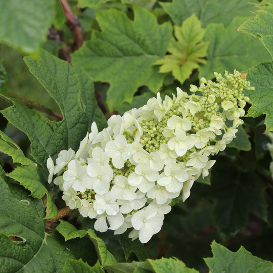 Gatsby Glow Ball™ Oakleaf Hydrangea (quercifolia) | Proven Winners® New Variety 2026