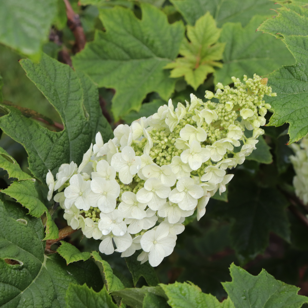 Oakleaf Hydrangea | Gatsby Glow Ball™ | Proven Winners® Shrubs