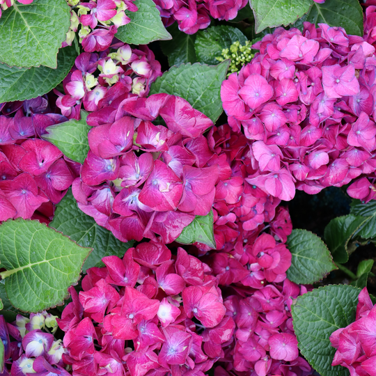 Wee Bit Giddy® Bigleaf Hydrangea (macrophylla)