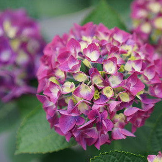Wee Bit Giddy Wee Bit Giddy Bigleaf Hydrangea up close.