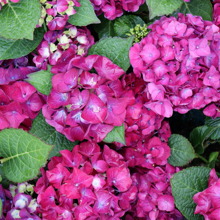 Bigleaf Hydrangea | Wee Bit Giddy® | Proven Winners® Shrubs